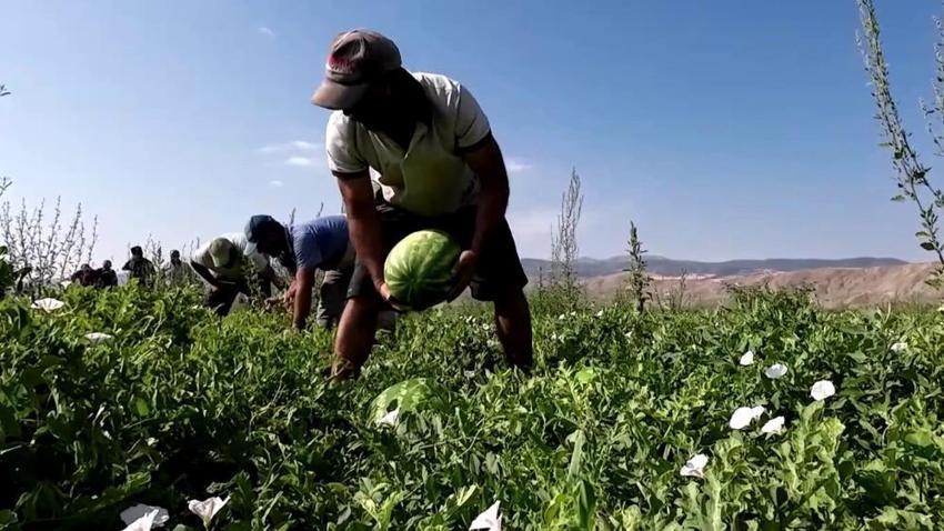 Bursa'da karpuzun fiyatı 70 kilometrede 30'a katlanıyor! Domatesten zarar edince karpuz ektiler ama 30 kuruşa kadar indi