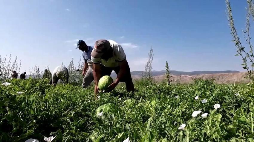 Bursa'da karpuzun fiyatı 70 kilometrede 30'a katlanıyor! Domatesten zarar edince karpuz ektiler ama 30 kuruşa kadar indi