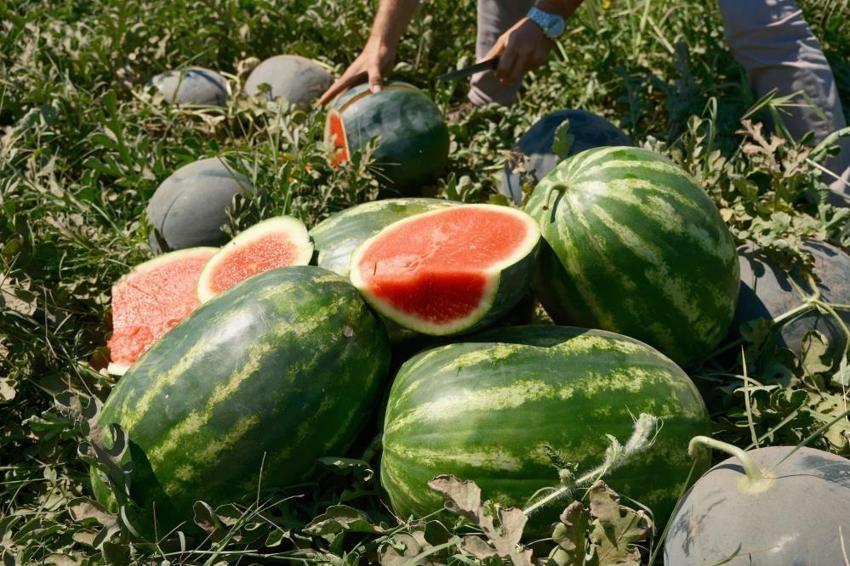 Bursa'da karpuzun fiyatı 70 kilometrede 30'a katlanıyor! Domatesten zarar edince karpuz ektiler ama 30 kuruşa kadar indi