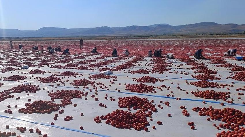 İtalyan pizzasının gizli sırrı Erciyes'in eteklerinden çıktı! 9 ülkeye ihraç ediliyor!