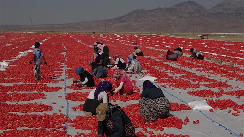 İtalyan pizzasının gizli sırrı Erciyes'in eteklerinden çıktı! 9 ülkeye ihraç ediliyor!