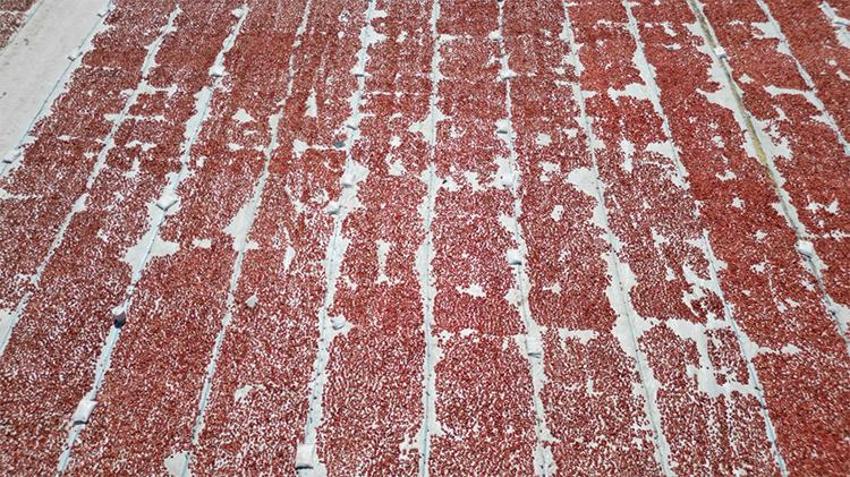 İtalyan pizzasının gizli sırrı Erciyes'in eteklerinden çıktı! 9 ülkeye ihraç ediliyor!