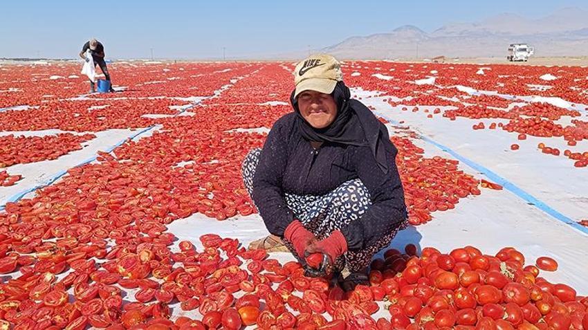 İtalyan pizzasının gizli sırrı Erciyes'in eteklerinden çıktı! 9 ülkeye ihraç ediliyor!