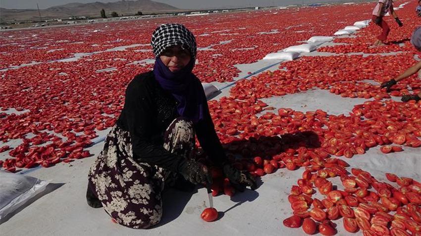 İtalyan pizzasının gizli sırrı Erciyes'in eteklerinden çıktı! 9 ülkeye ihraç ediliyor!