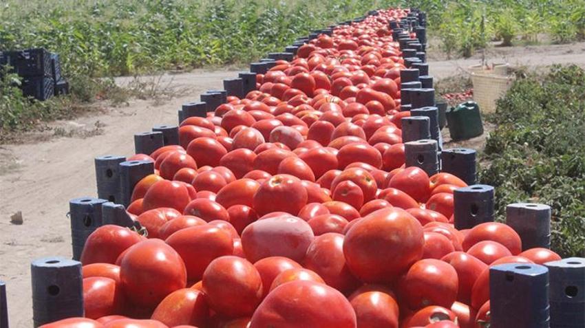 İtalyan pizzasının gizli sırrı Erciyes'in eteklerinden çıktı! 9 ülkeye ihraç ediliyor!