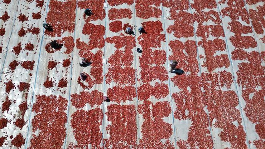 İtalyan pizzasının gizli sırrı Erciyes'in eteklerinden çıktı! 9 ülkeye ihraç ediliyor!