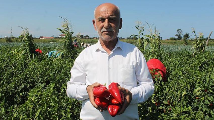 Samsun'da hasat başladı! Ürün kaliteli: Tarlada kilosu 20 TL civarında