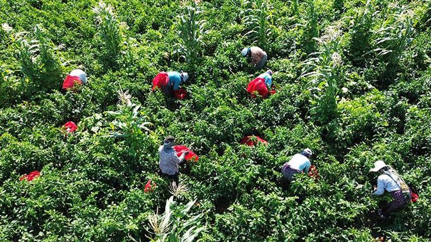 Samsun'da hasat başladı! Ürün kaliteli: Tarlada kilosu 20 TL civarında
