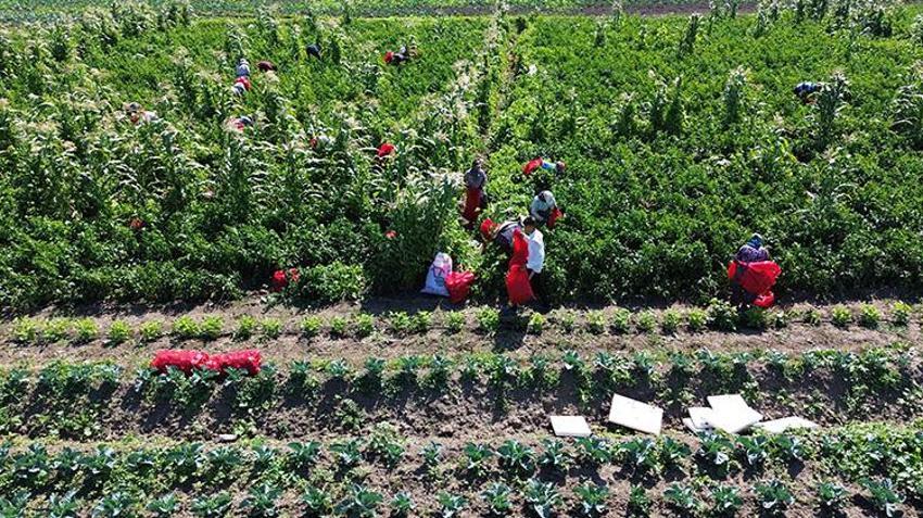 Samsun'da hasat başladı! Ürün kaliteli: Tarlada kilosu 20 TL civarında