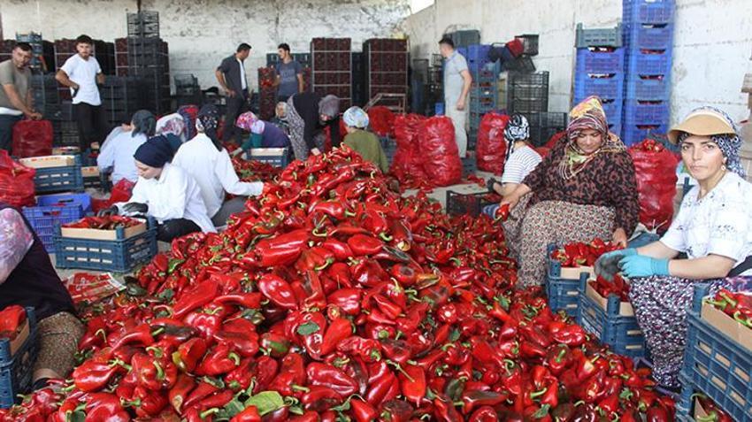 Samsun'da hasat başladı! Ürün kaliteli: Tarlada kilosu 20 TL civarında