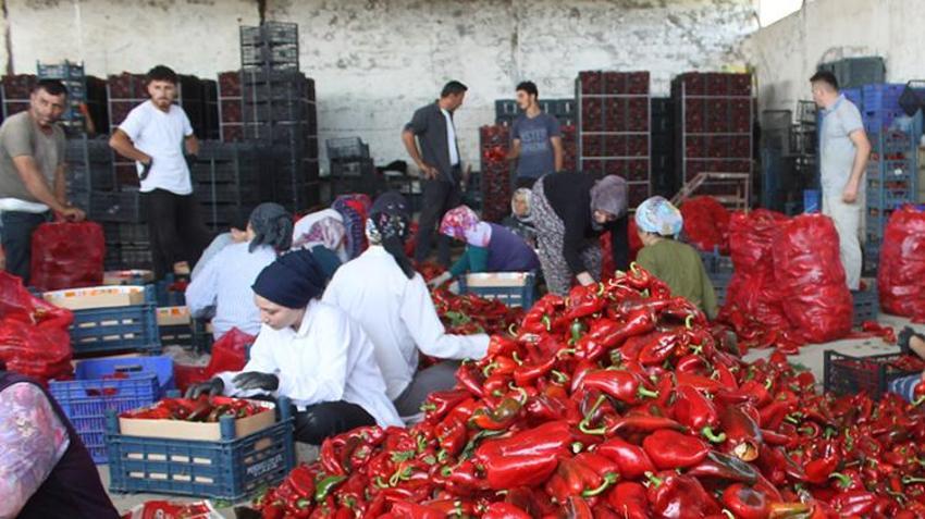 Samsun'da hasat başladı! Ürün kaliteli: Tarlada kilosu 20 TL civarında