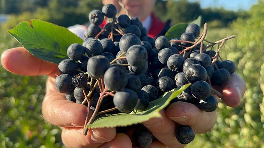 Türkiye'de İlk Kez Yalova'da üretildi: Hasat için geri sayım başladı: 250 ton üretilecek