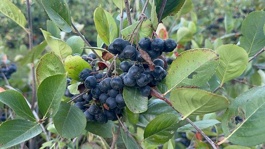 Türkiye'de İlk Kez Yalova'da üretildi: Hasat için geri sayım başladı: 250 ton üretilecek