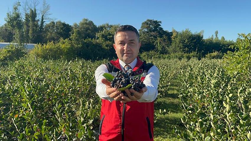 Türkiye'de İlk Kez Yalova'da üretildi: Hasat için geri sayım başladı: 250 ton üretilecek