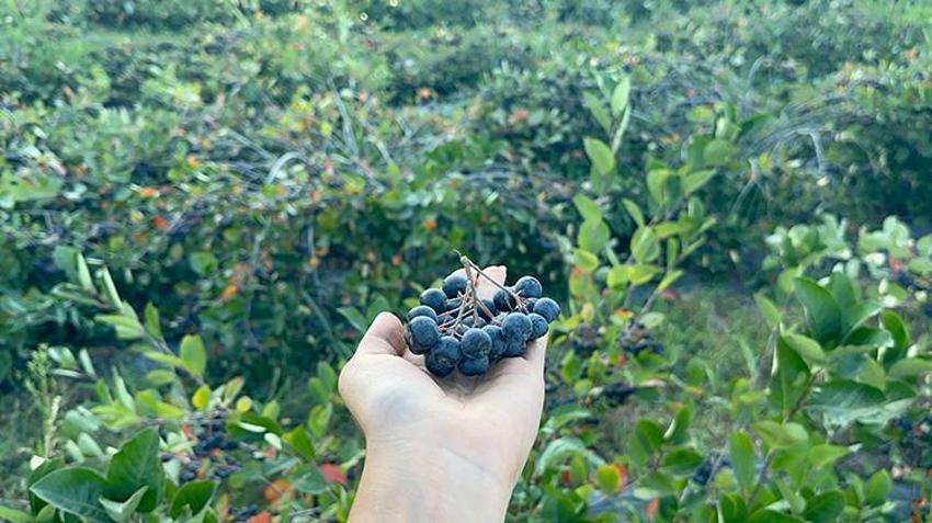 Türkiye'de İlk Kez Yalova'da üretildi: Hasat için geri sayım başladı: 250 ton üretilecek