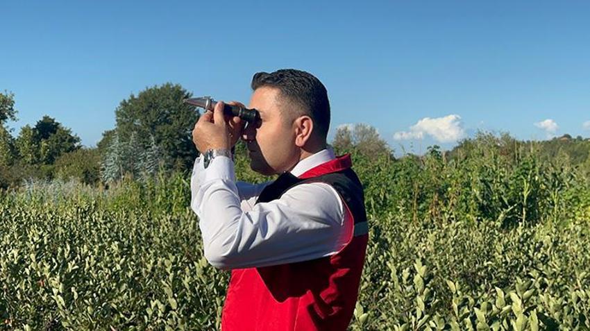 Türkiye'de İlk Kez Yalova'da üretildi: Hasat için geri sayım başladı: 250 ton üretilecek