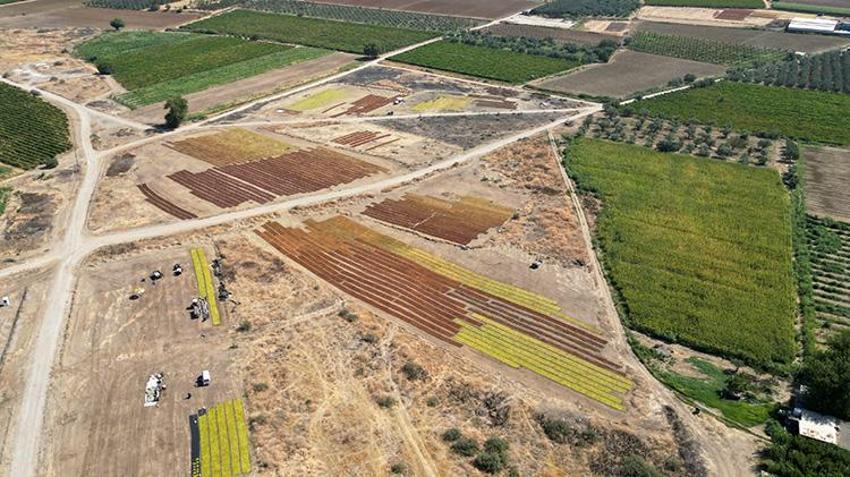 Manisa'da hasat şenliği: Kurutmalık ürünler Gediz Ovası'nı renklendirdi!
