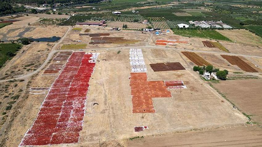 Manisa'da hasat şenliği: Kurutmalık ürünler Gediz Ovası'nı renklendirdi!