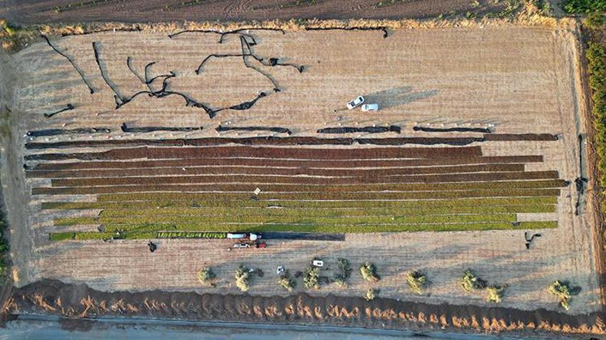 Manisa'da hasat şenliği: Kurutmalık ürünler Gediz Ovası'nı renklendirdi!