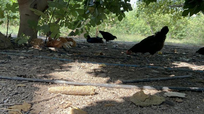 Kümeste katliam var! Hatay'da sokak köpekleri vatandaşın hobisini parçaladı