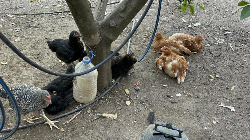 Kümeste katliam var! Hatay'da sokak köpekleri vatandaşın hobisini parçaladı