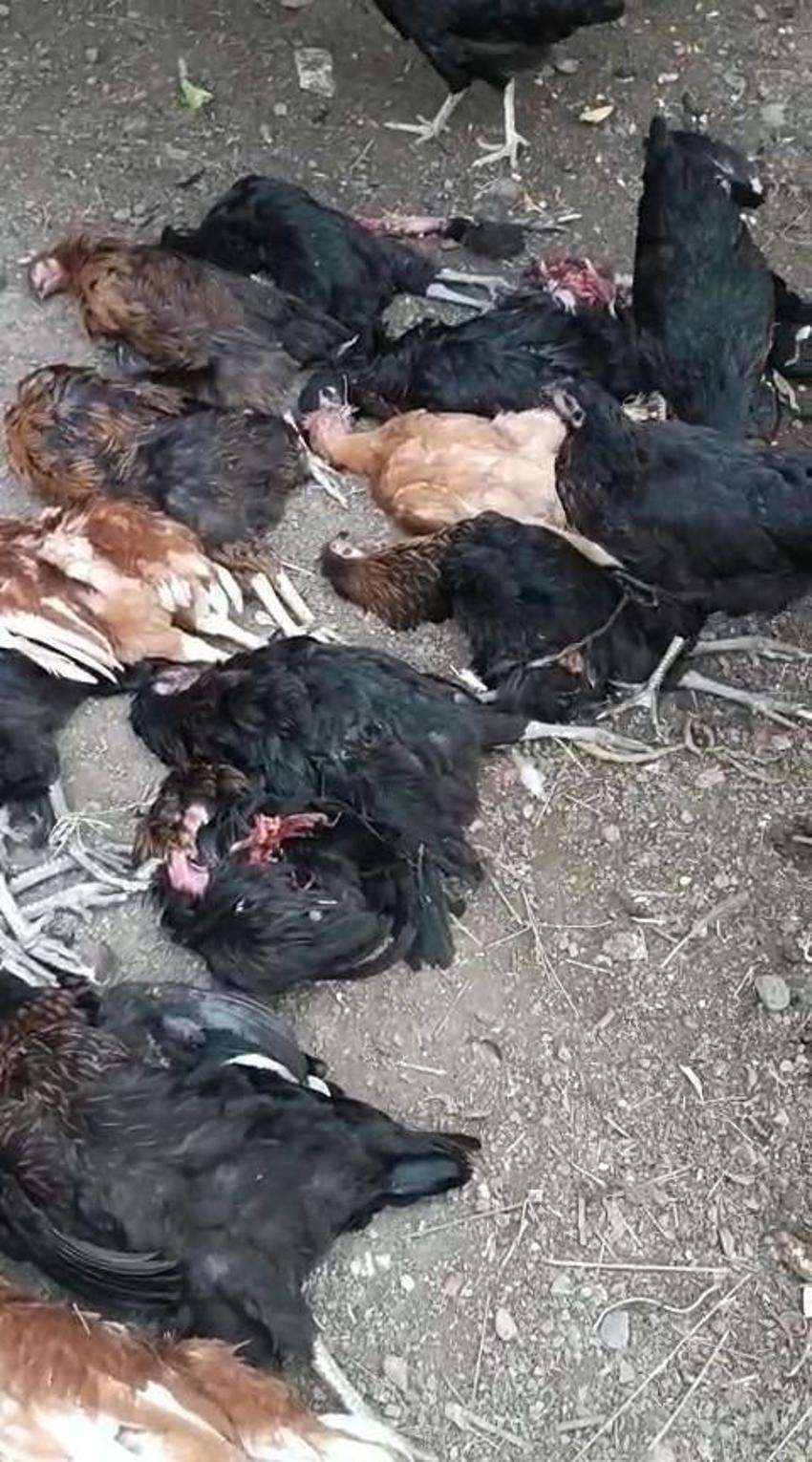 Kümeste katliam var! Hatay'da sokak köpekleri vatandaşın hobisini parçaladı