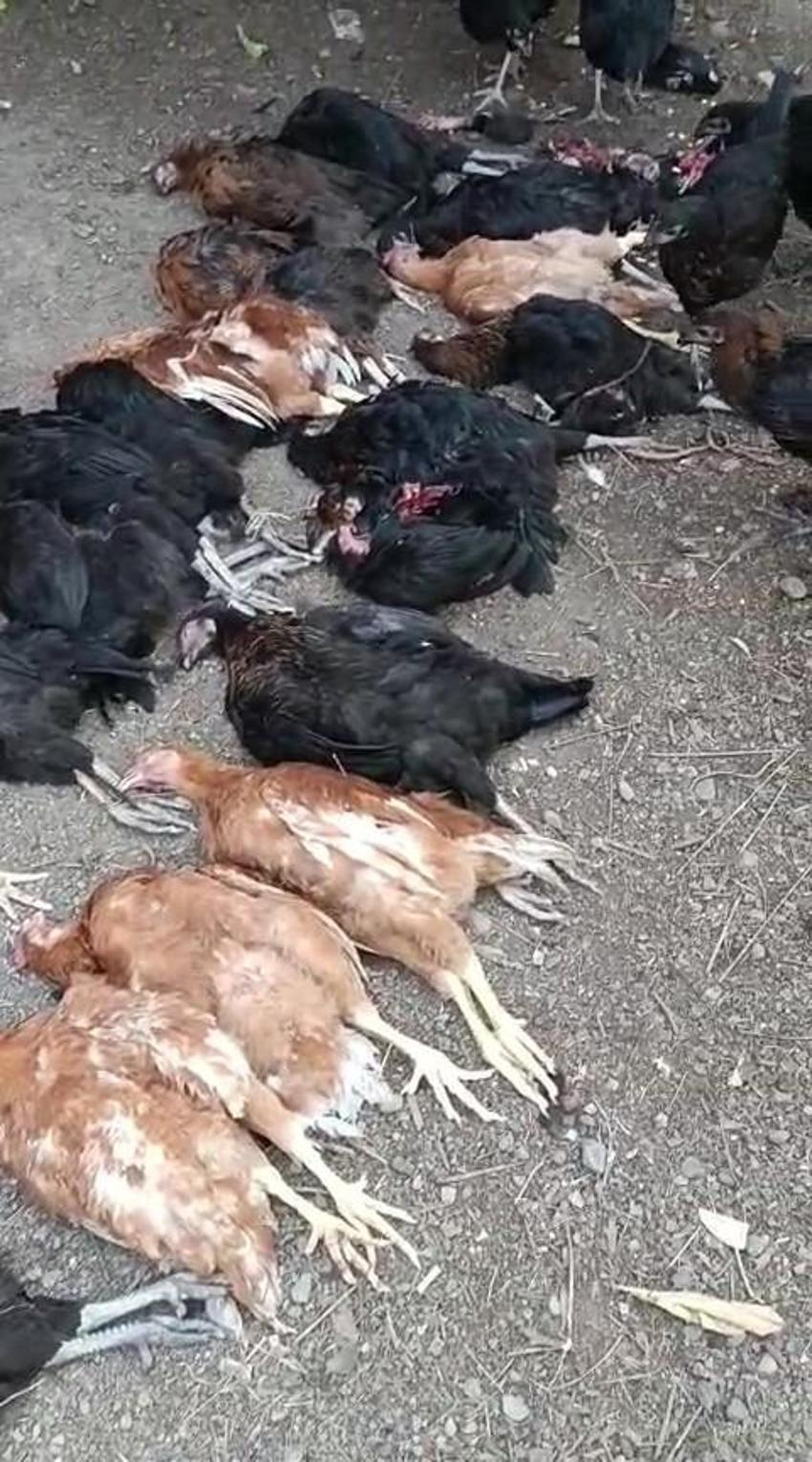 Kümeste katliam var! Hatay'da sokak köpekleri vatandaşın hobisini parçaladı