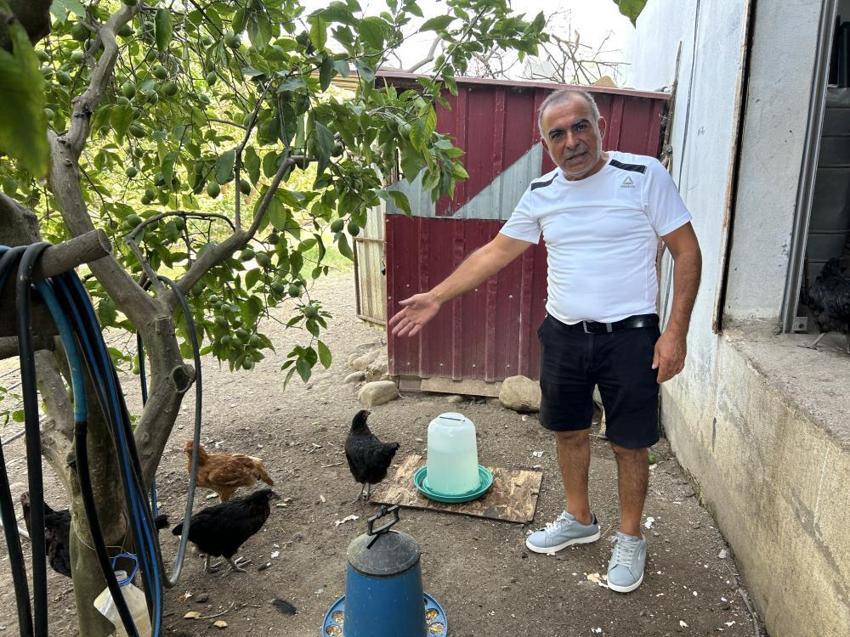 Kümeste katliam var! Hatay'da sokak köpekleri vatandaşın hobisini parçaladı