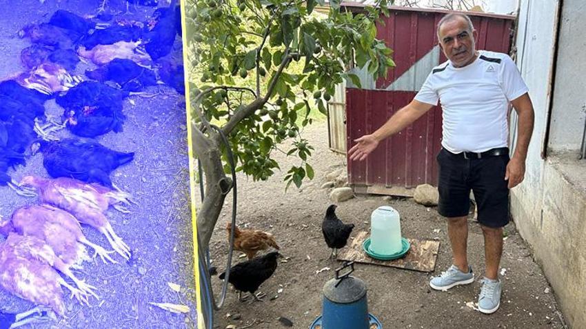 Kümeste katliam var! Hatay'da sokak köpekleri vatandaşın hobisini parçaladı