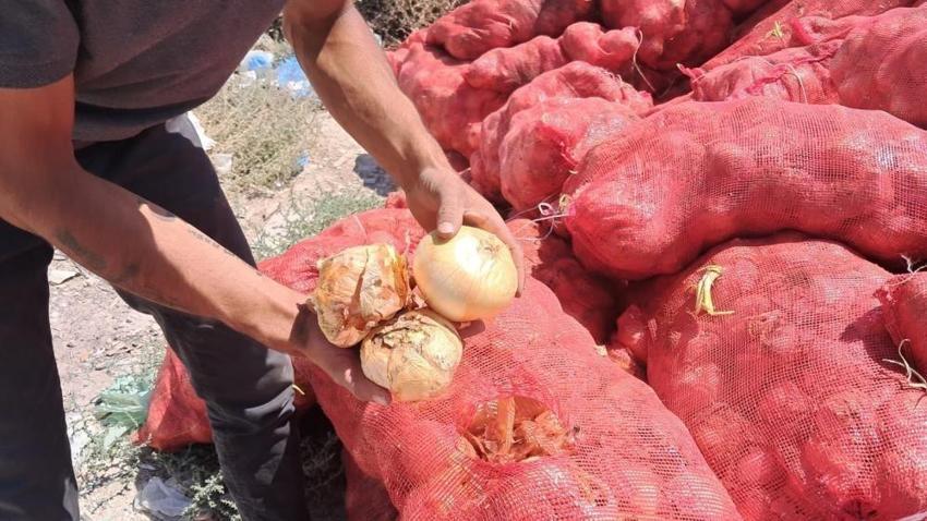 Karaman'da tonlarca soğan araziye atıldı! Sağlamlarını kapış kapış alıyorlar