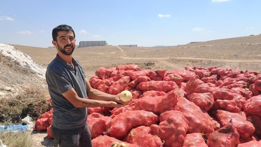 Karaman'da tonlarca soğan araziye atıldı! Sağlamlarını kapış kapış alıyorlar