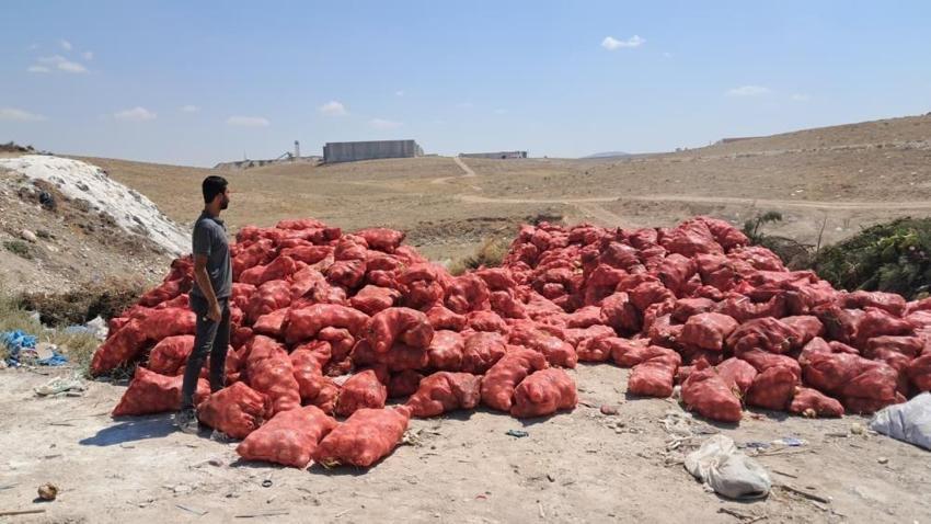 Karaman'da tonlarca soğan araziye atıldı! Sağlamlarını kapış kapış alıyorlar