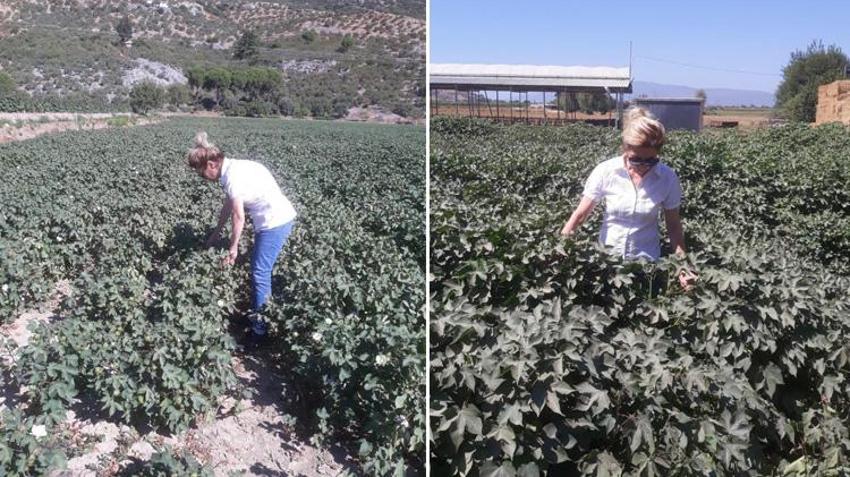 Aydın'da zararlı popülasyonda artış! Yetkililer uyardı: Bir an önce önlem alınması lazım