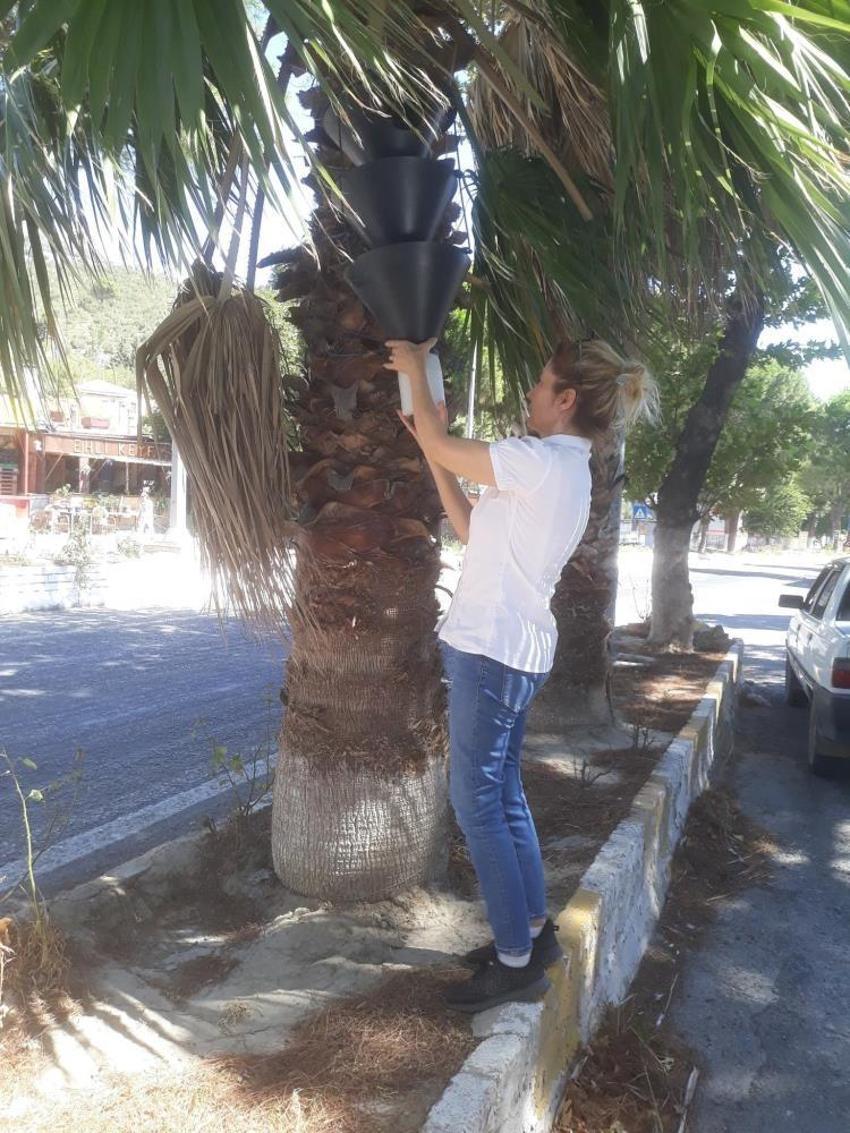 Aydın'da zararlı popülasyonda artış! Yetkililer uyardı: Bir an önce önlem alınması lazım