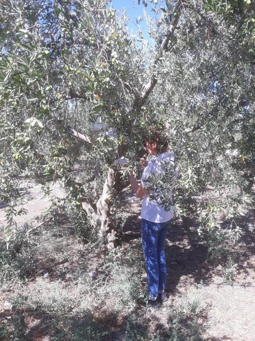 Aydın'da zararlı popülasyonda artış! Yetkililer uyardı: Bir an önce önlem alınması lazım
