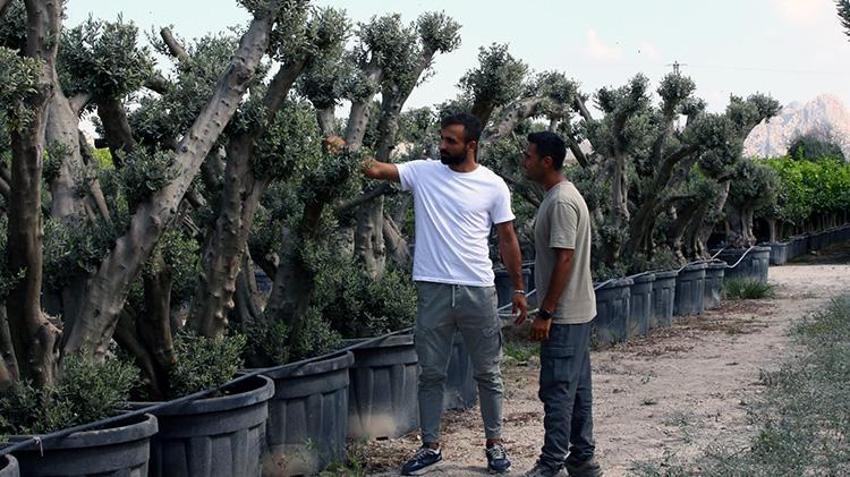 Adanalı genç girişimciler meyve vermeyen ağaçlardan para kazanıyor! İşleri büyüdü 30 kişiyi işe aldılar