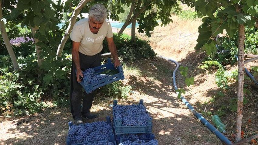 Arapgir'in Kozluk Çayı Vadisi'nde hasat başladı! İki coğrafi işaretli ürün çiftçinin yüzünü güldürdü