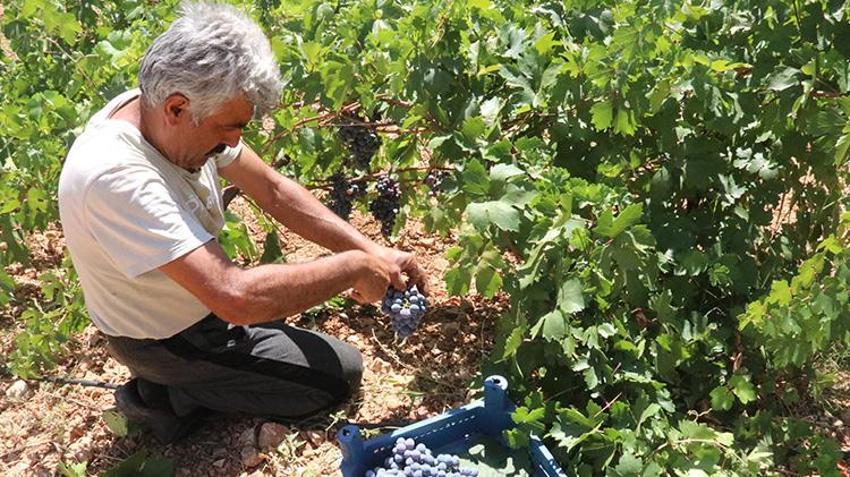 Arapgir'in Kozluk Çayı Vadisi'nde hasat başladı! İki coğrafi işaretli ürün çiftçinin yüzünü güldürdü