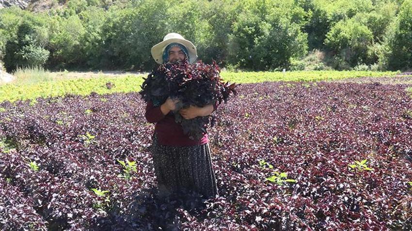 Arapgir'in Kozluk Çayı Vadisi'nde hasat başladı! İki coğrafi işaretli ürün çiftçinin yüzünü güldürdü
