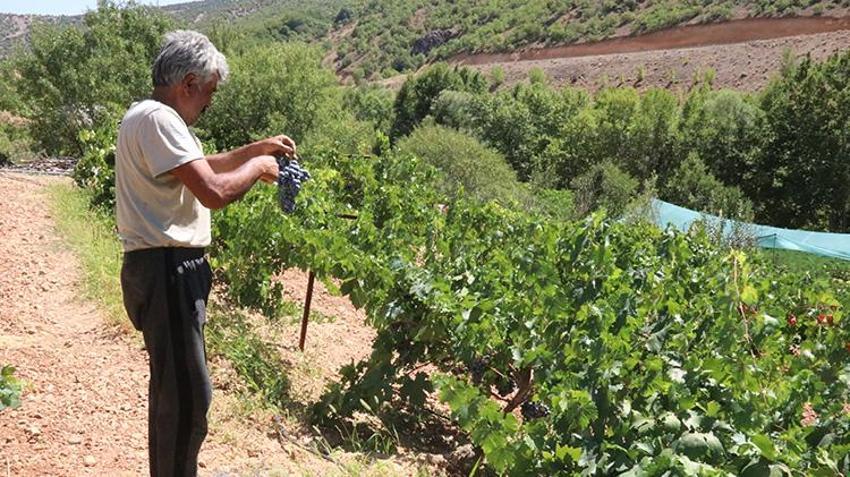 Arapgir'in Kozluk Çayı Vadisi'nde hasat başladı! İki coğrafi işaretli ürün çiftçinin yüzünü güldürdü