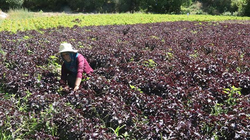 Arapgir'in Kozluk Çayı Vadisi'nde hasat başladı! İki coğrafi işaretli ürün çiftçinin yüzünü güldürdü