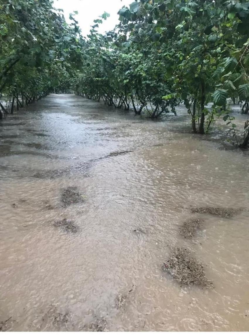 Samsun'da hasat devam ederken felaket! Her yıl aynısı yaşanıyor: Allah'tan gelen bir şey
