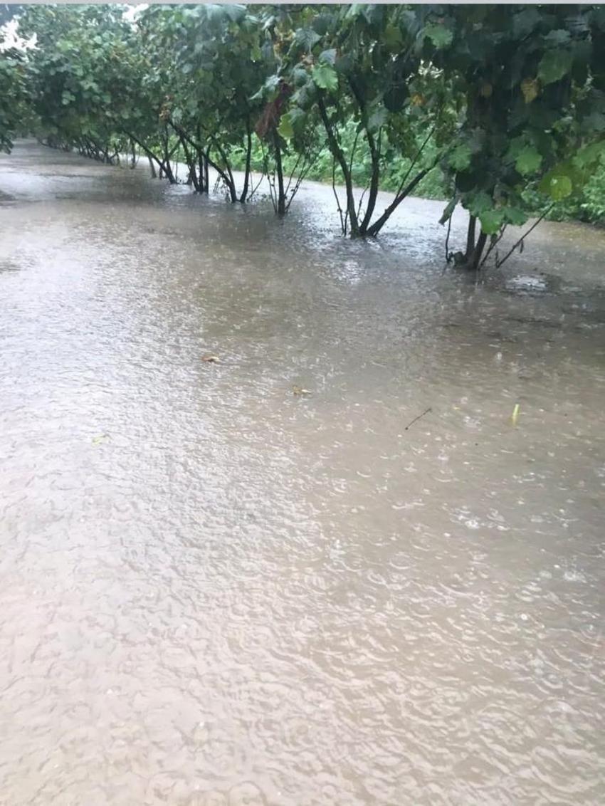 Samsun'da hasat devam ederken felaket! Her yıl aynısı yaşanıyor: Allah'tan gelen bir şey
