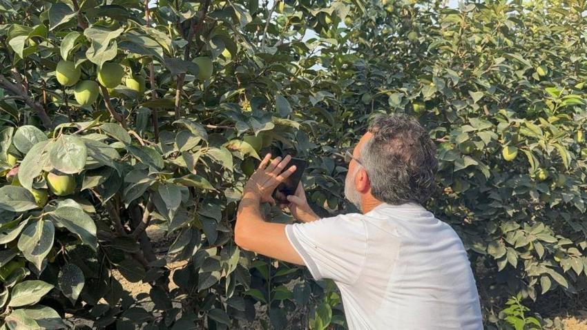 Adana'da alarm verildi: Bu hata cennet hurması rekoltesini yok edebilir!