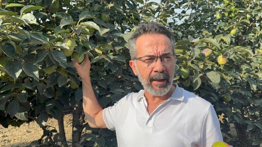 Adana'da alarm verildi: Bu hata cennet hurması rekoltesini yok edebilir!