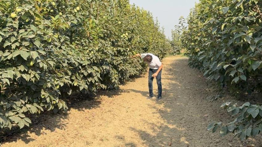 Adana'da alarm verildi: Bu hata cennet hurması rekoltesini yok edebilir!