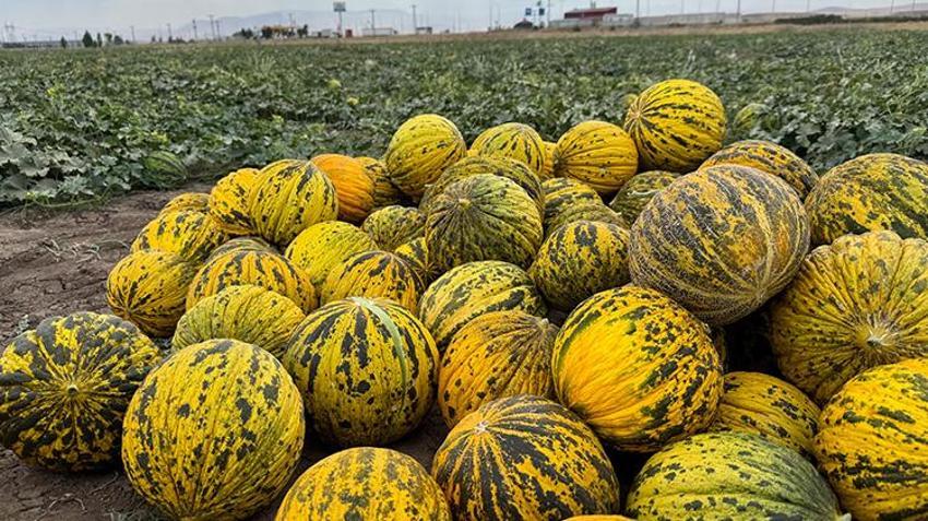 Ağrı'da hasat başladı! 20 gün sürecek! Verim düştü, sıcaklık rekor kırdı