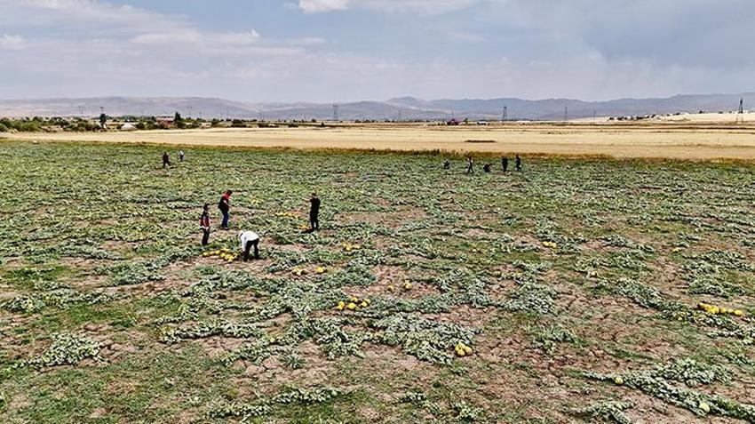 Ağrı'da hasat başladı! 20 gün sürecek! Verim düştü, sıcaklık rekor kırdı