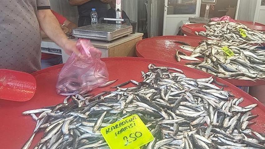 Muğla'da sezonun ilk hamsisi tezgahta! Fiyatı dudak uçuklattı!