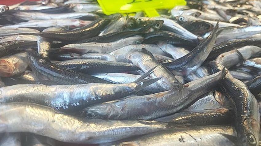 Muğla'da sezonun ilk hamsisi tezgahta! Fiyatı dudak uçuklattı!